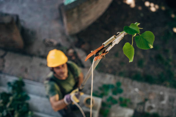 Best Tree Maintenance Programs  in Ttapoisett Center, MA