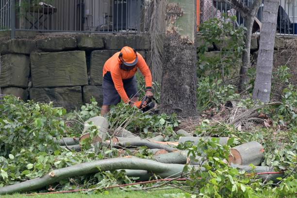 How Our Tree Care Process Works  in  Mattapoisett Center, MA
